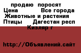 продаю  поросят  › Цена ­ 1 000 - Все города Животные и растения » Птицы   . Дагестан респ.,Кизляр г.